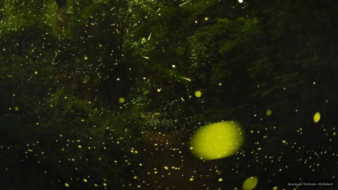 Unlocking Firefly Synchronization: Engineers Reveal Mathematical Code
