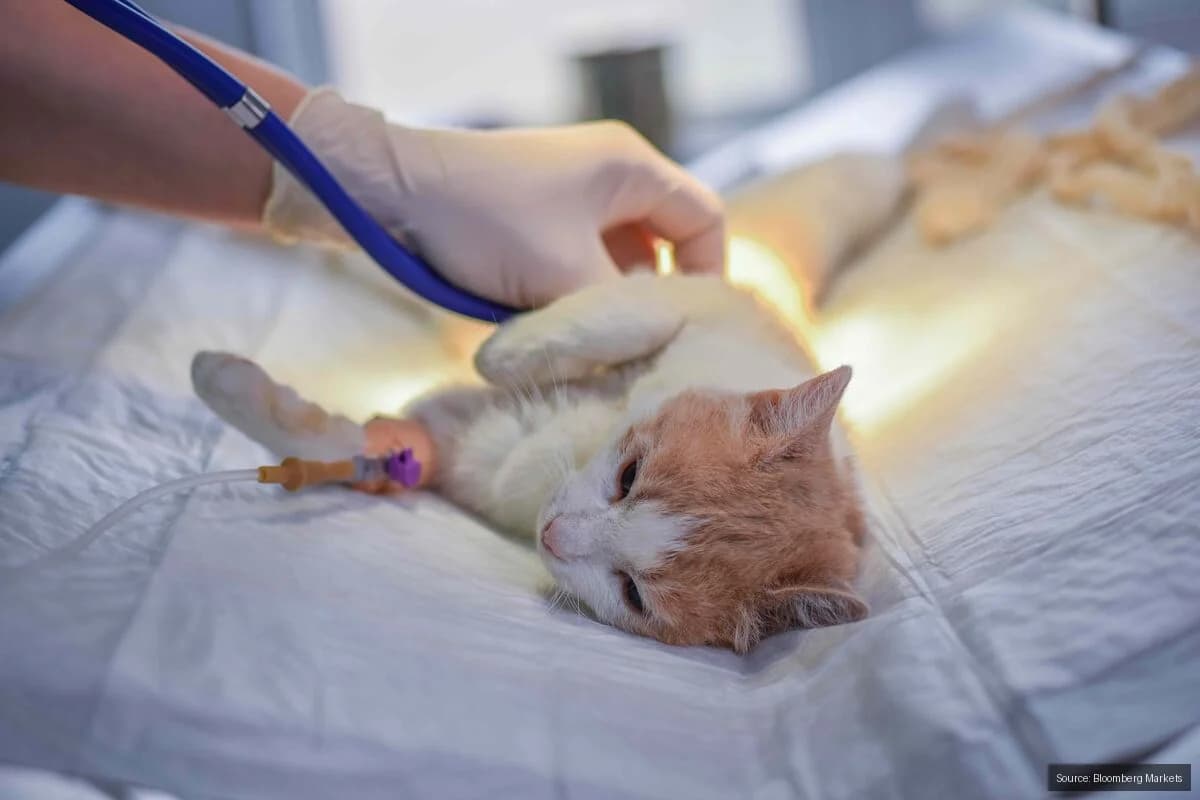 Watchdog Targets Soaring UK Vet Costs with New Reforms