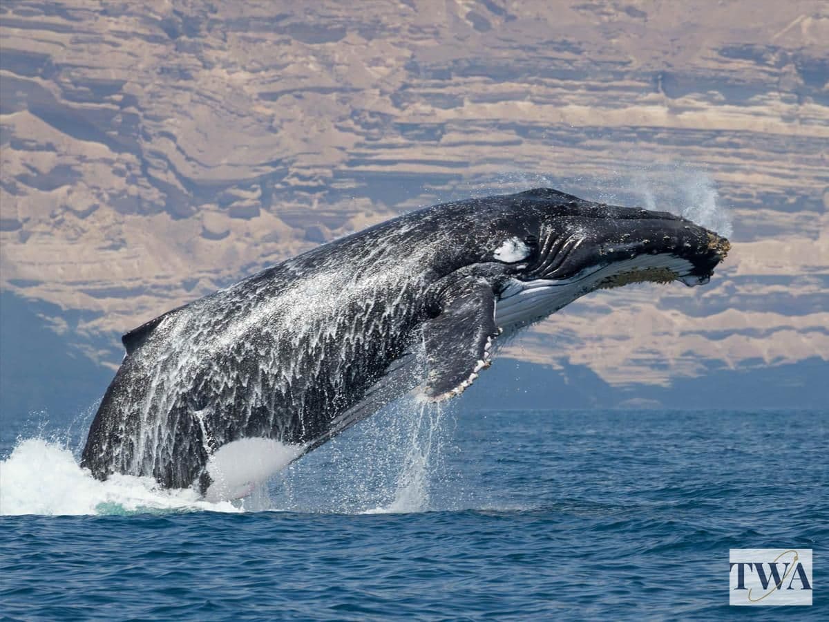 How AI, Satellites and Drones Are Transforming Whale Conservation — And Why Pakistan Should Pay Attention